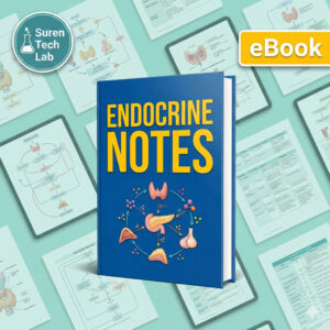 Endocrine System Study Guide: Hormones, Glands Nursing Notes (Digital Download)